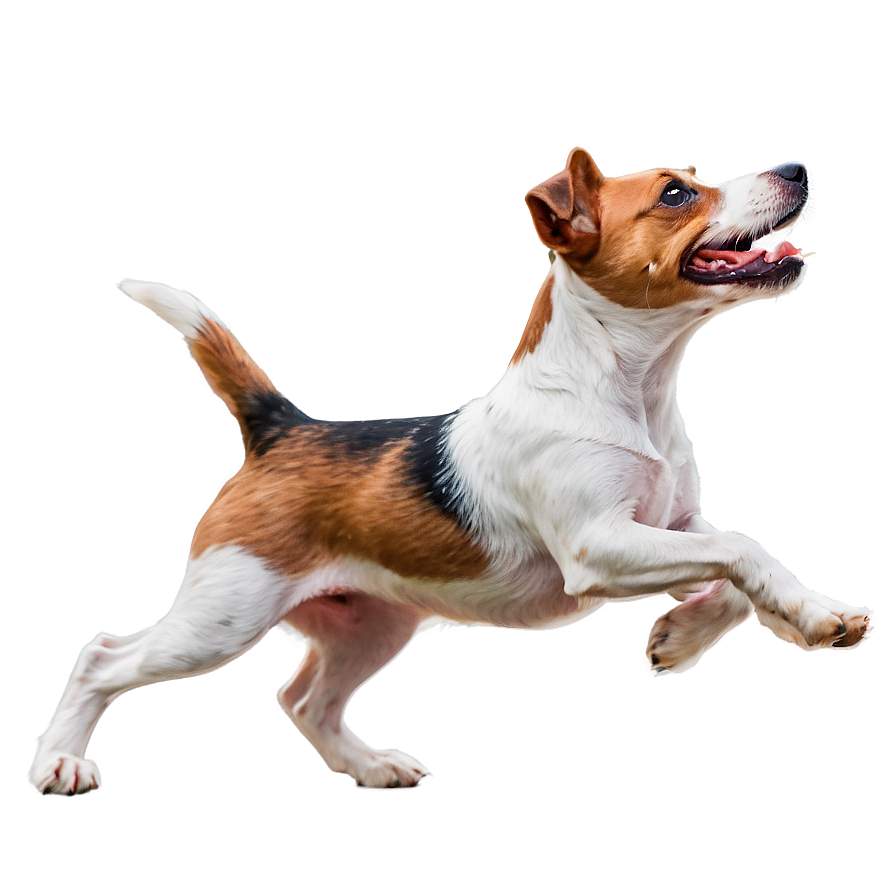 Jack Russell Terrier In Motion Png Ivm22