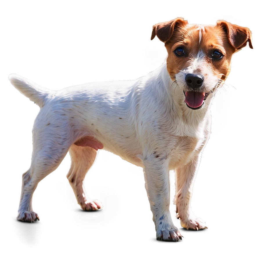 Jack Russell Terrier In Sun Png Rwf