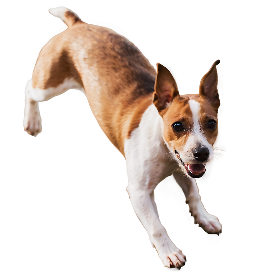 Jack Russell Terrier Jump Png Ggq87