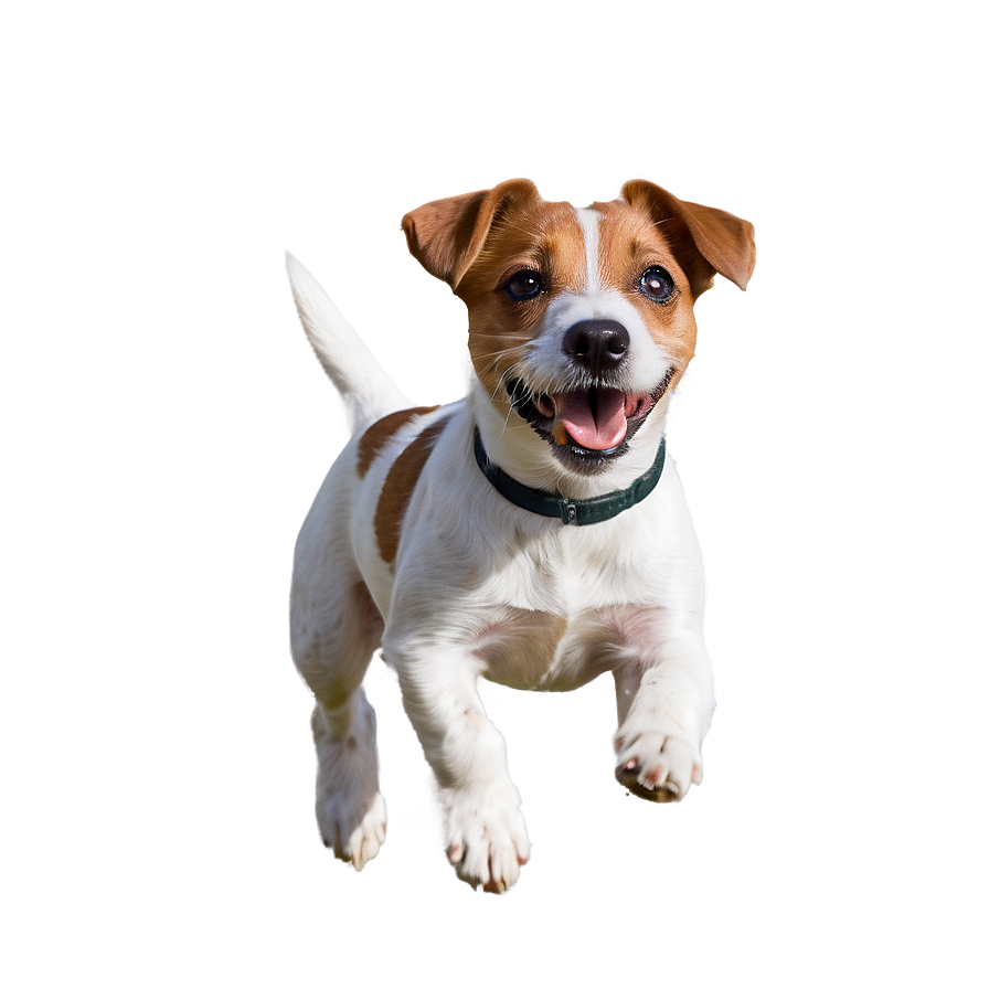 Jack Russell Terrier Jump Png Lsv1