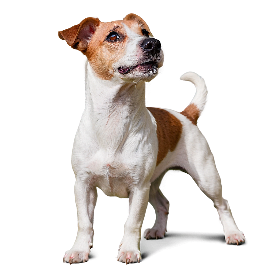 Jack Russell Terrier Looking Up Png 18