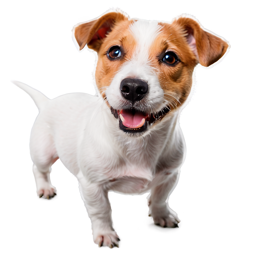 Jack Russell Terrier Looking Up Png Lka