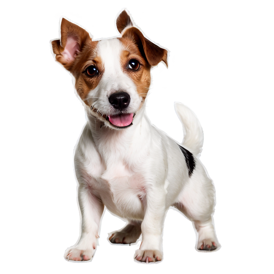 Jack Russell Terrier Play Png Yln