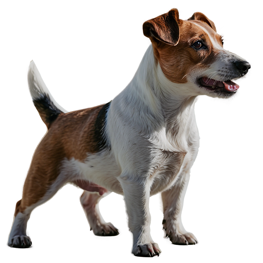 Jack Russell Terrier Profile Png 31