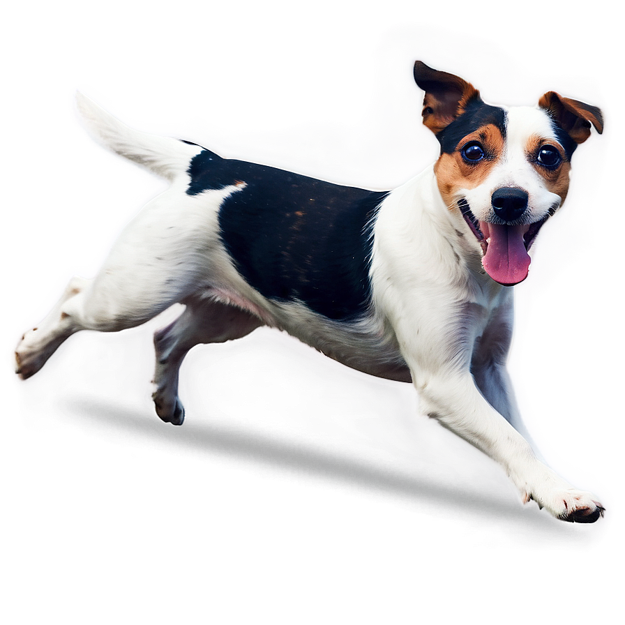 Jack Russell Terrier Running Png 06292024