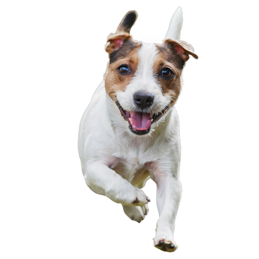 Jack Russell Terrier Running Png Wpy