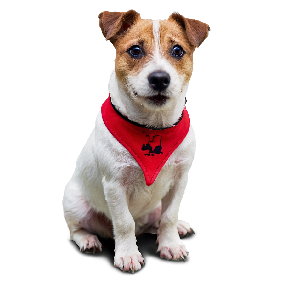 Jack Russell Terrier Sitting Png Clx46