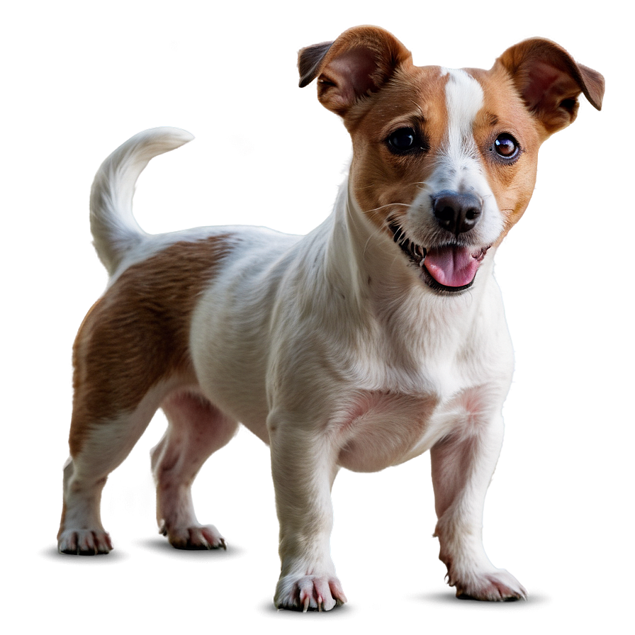 Jack Russell Terrier Standing Png 06292024