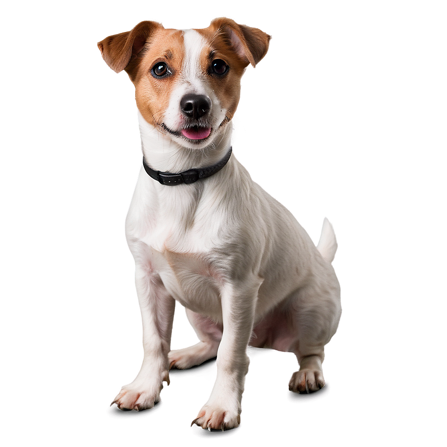 Jack Russell Terrier Standing Png Ced