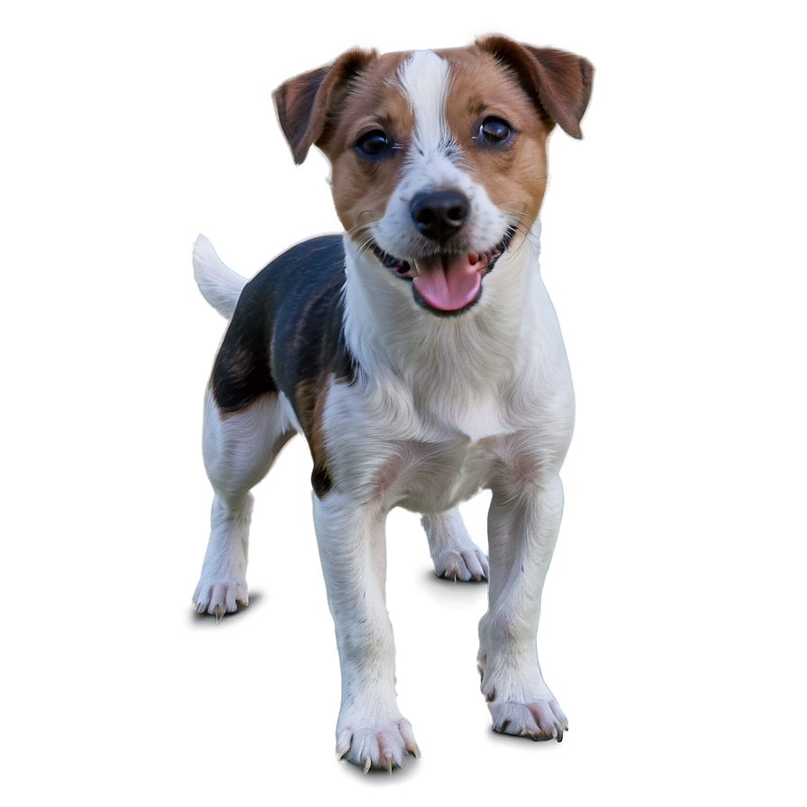 Jack Russell Terrier Standing Png Qny