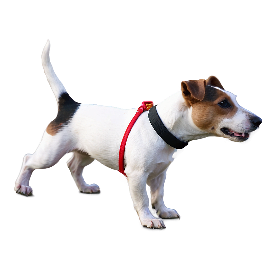 Jack Russell With Leash Png 52