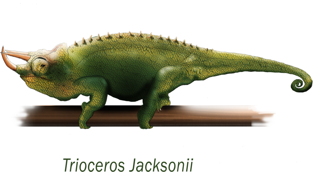 Jacksons Chameleon Triocerosjacksonii