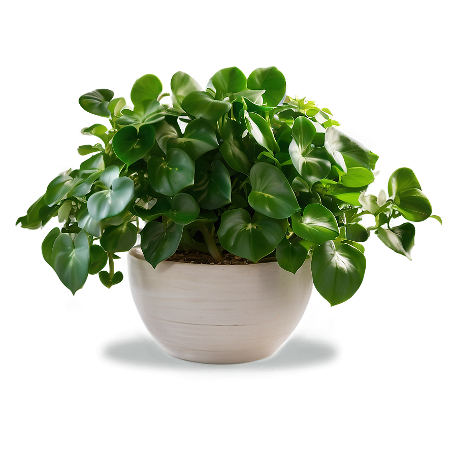 Jade Pothos Maintenance Guide Png Wie50