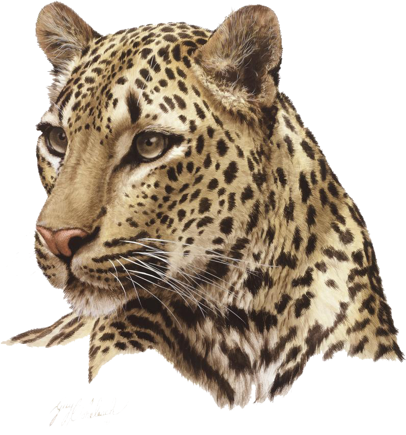 Jaguar Portrait Artwork