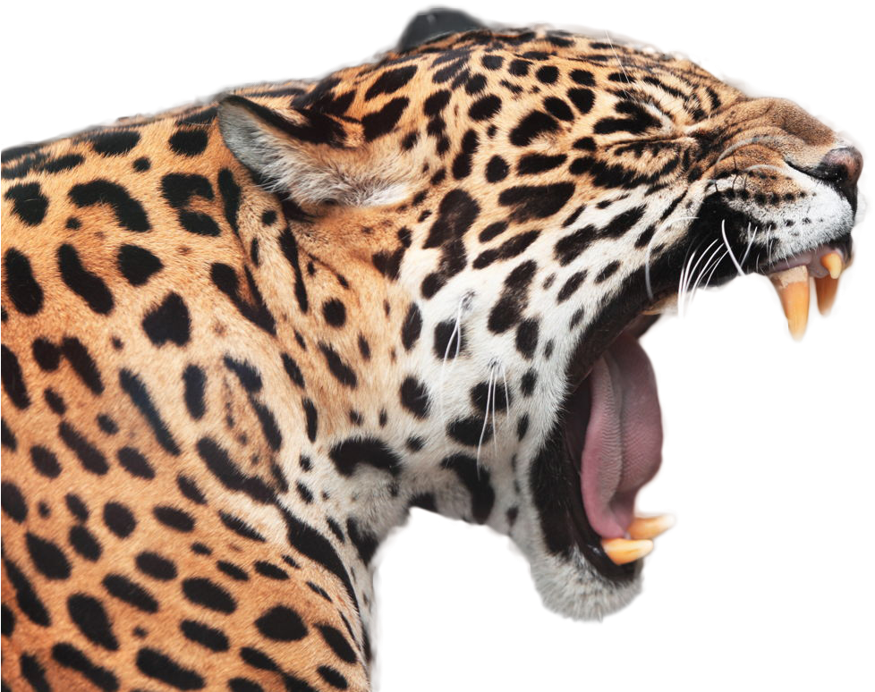 Jaguar Yawning Close Up