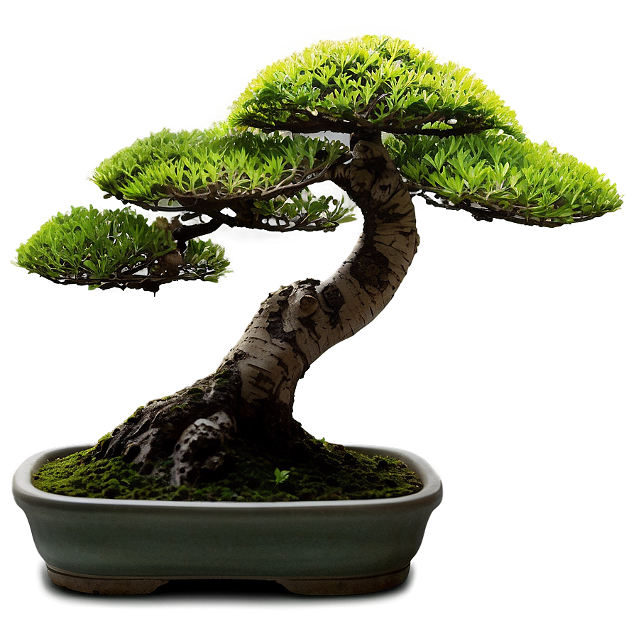 Japanese Bonsai Tree Png 44