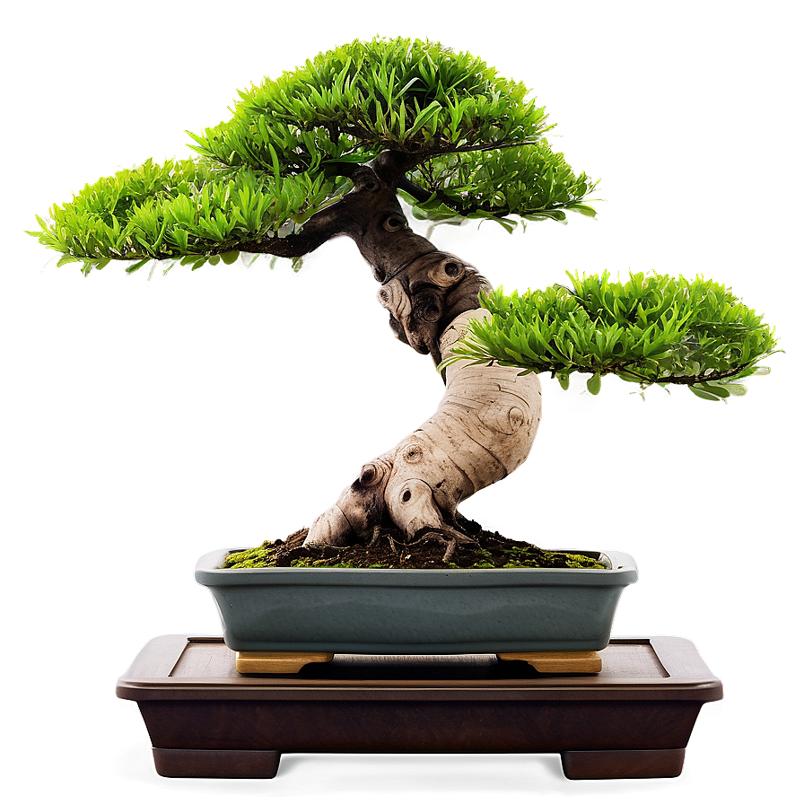 Japanese Bonsai Tree Png Goi