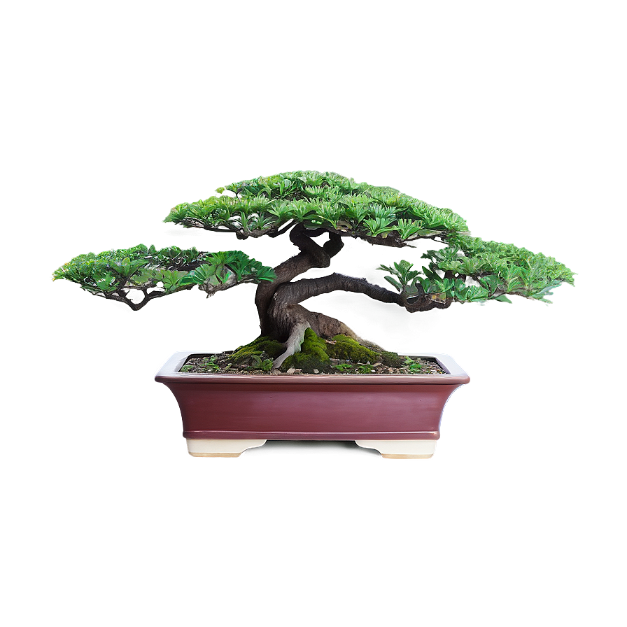 Japanese Bonsai Tree Png Rdq28