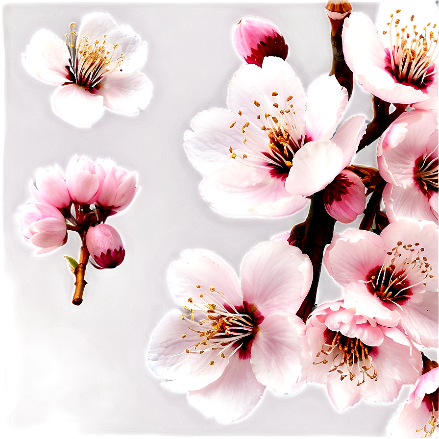 Japanese Cherry Blossom Png 49