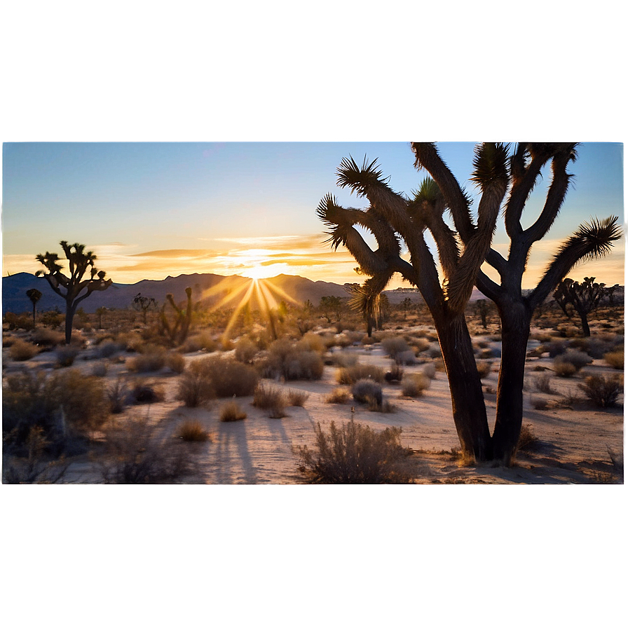 Joshua Tree During Sunset Png 06262024