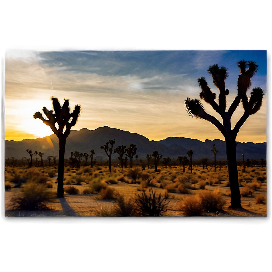 Joshua Tree With Desert Sunset Png 06262024