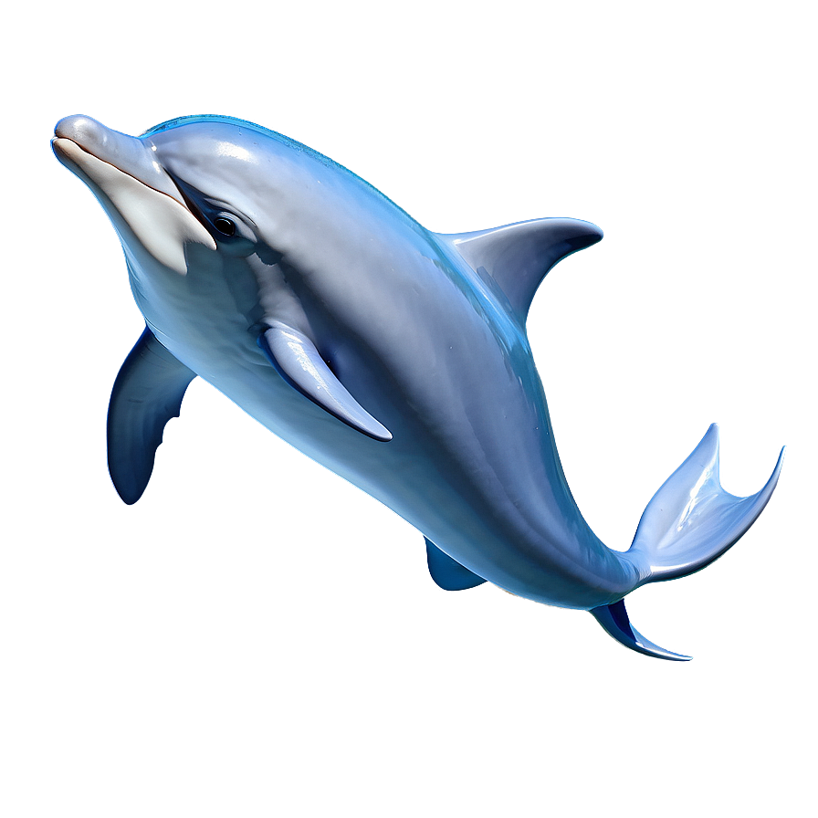 Joyful Dolphin Animation Png 05062024