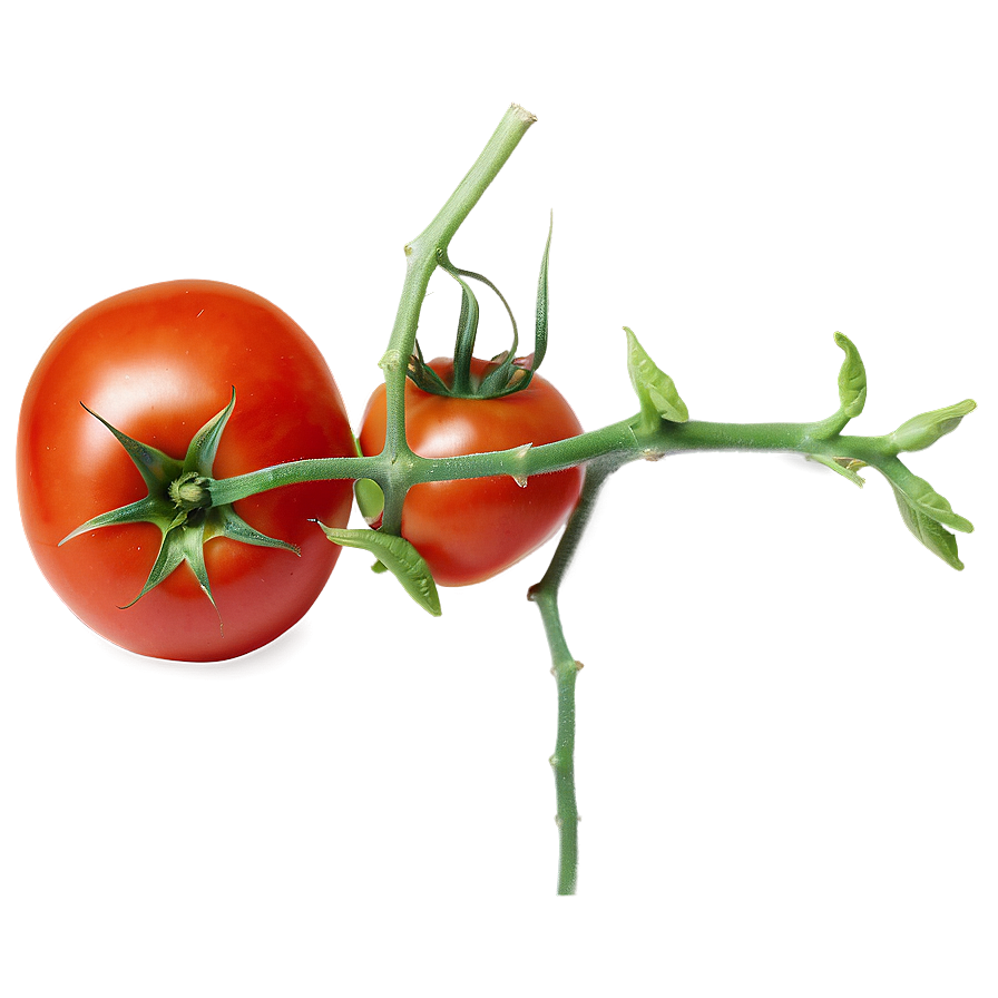 Juicy Tomato Png Upq36