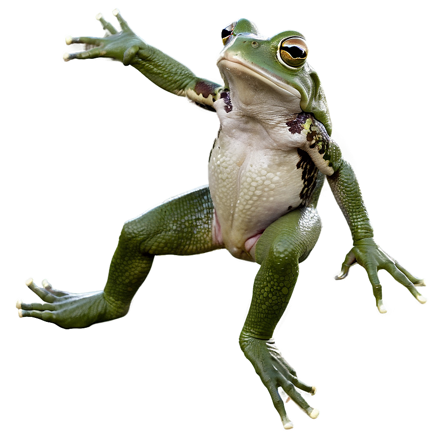 Jumping Frog Action Png 05032024