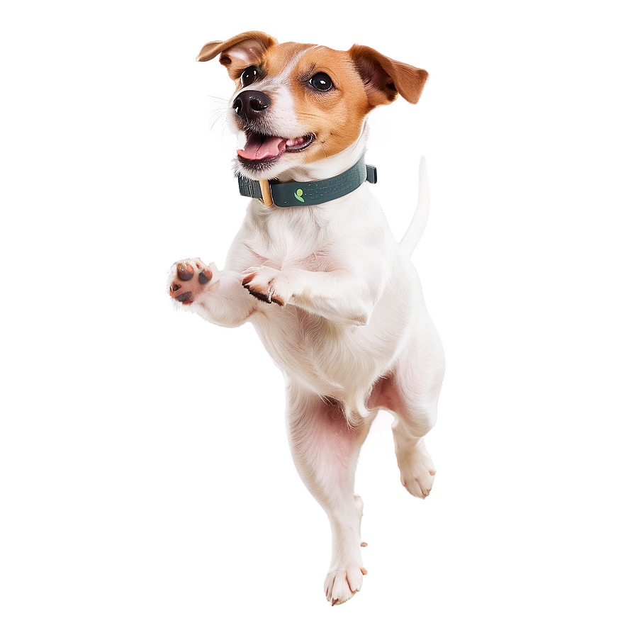 Jumping Jack Russell Terrier Png Lte