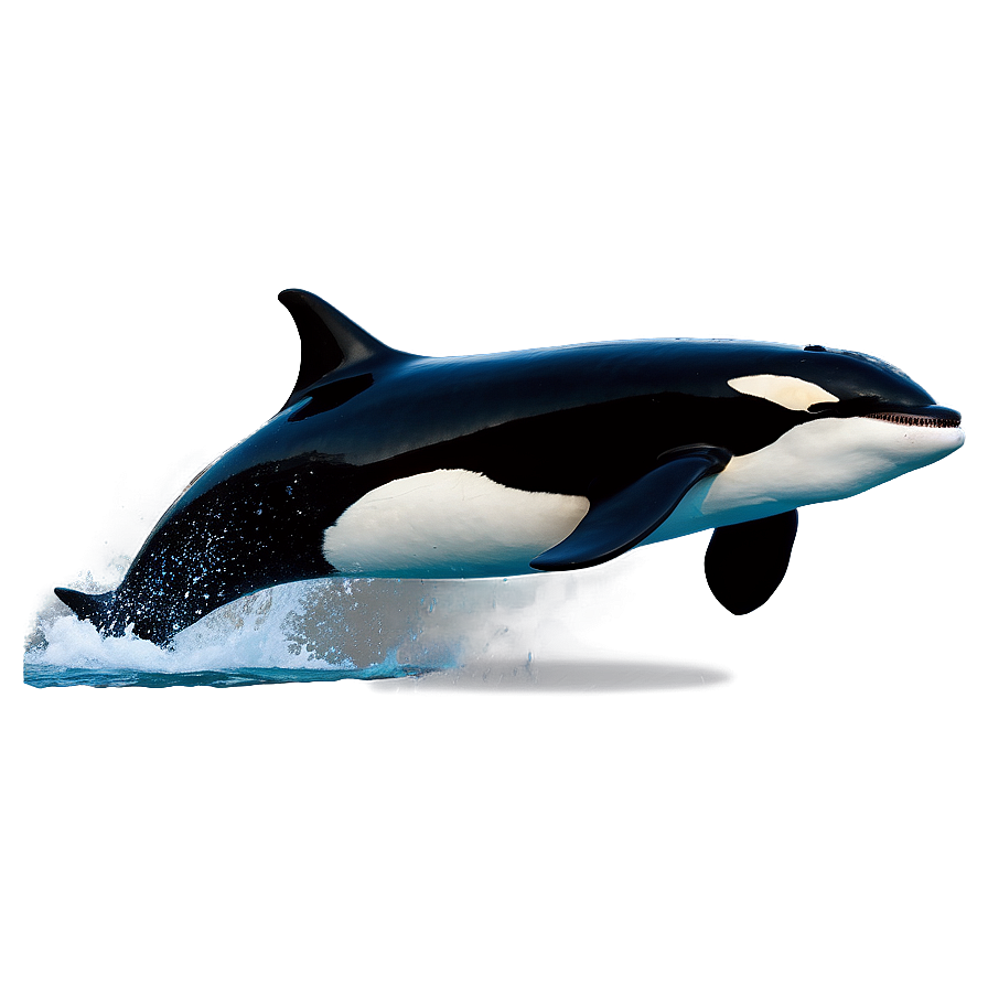 Jumping Orca Png Uuj3