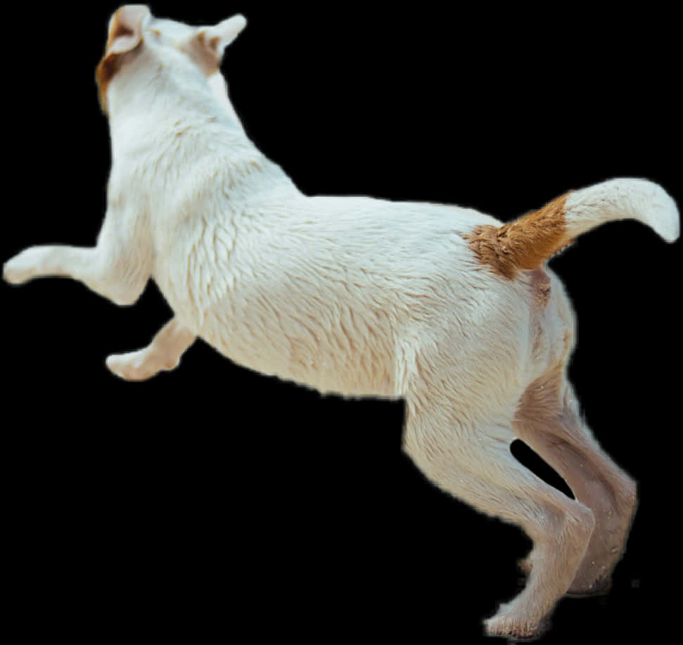 Jumping White Dog Black Background