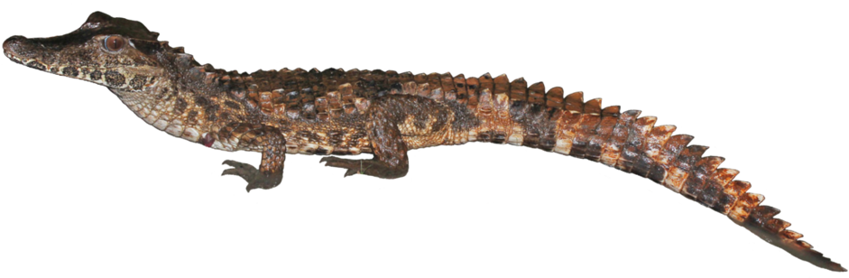 Juvenile Crocodile Isolated