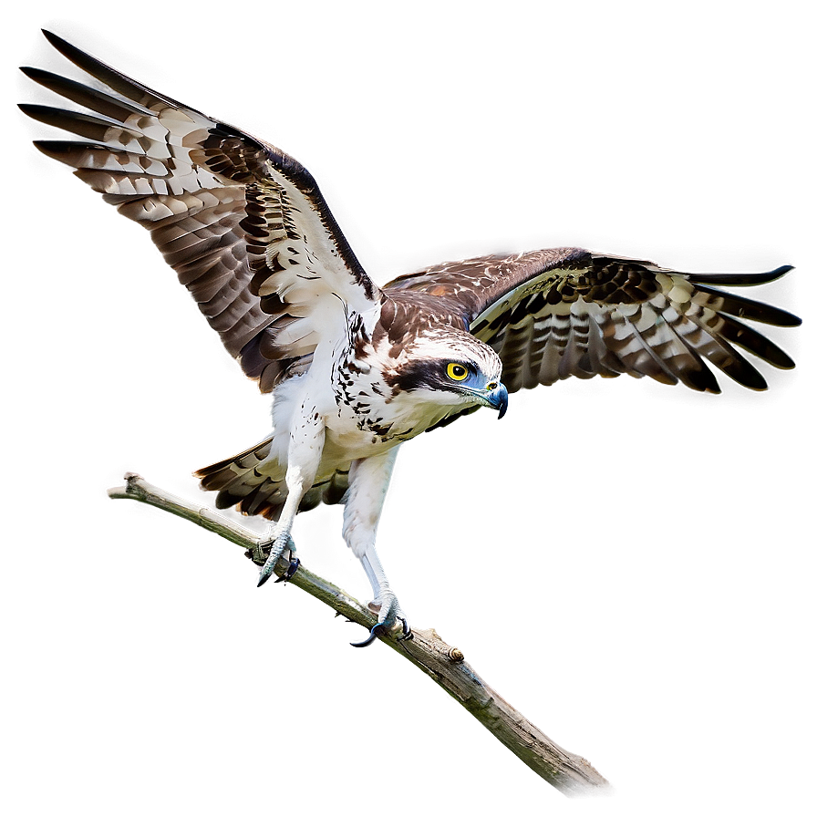 Juvenile Osprey Learning To Fly Png 06292024