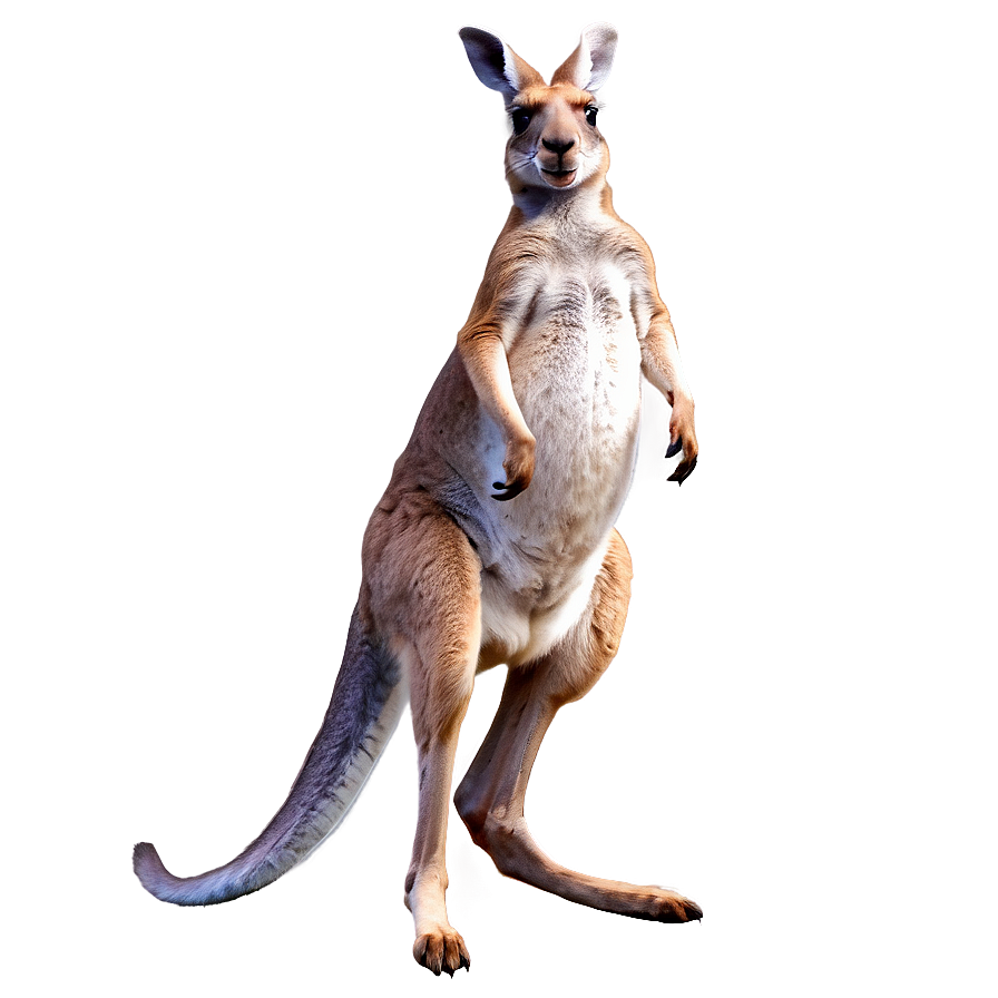 Kangaroo Hopping Png Tys94