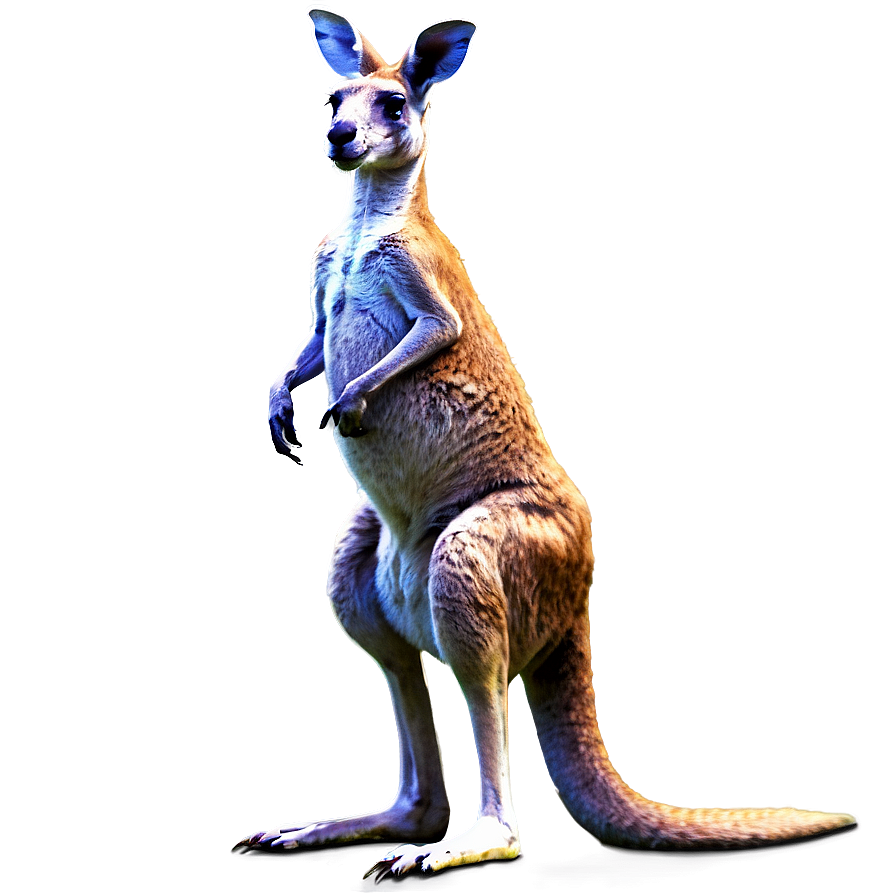 Kangaroo Standing Png 05212024