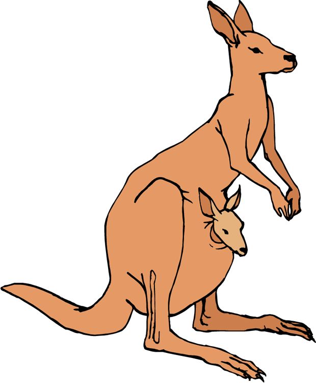 Kangarooand Joey Illustration