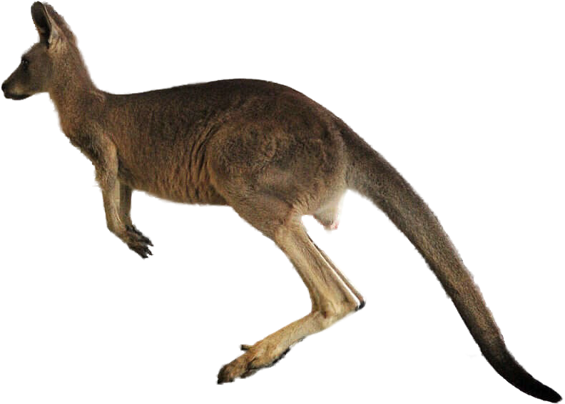 Kangarooin Motion.png