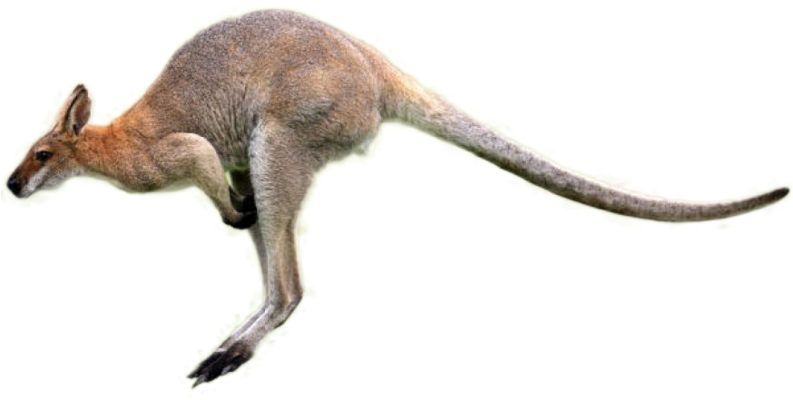 Kangarooin Motion.png