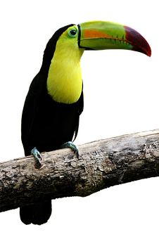 Keel Billed Toucan Perched