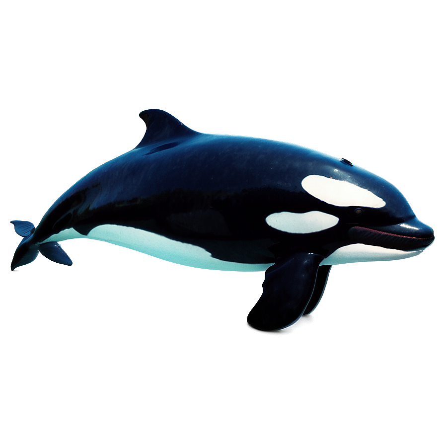 Killer Whale Png Aic