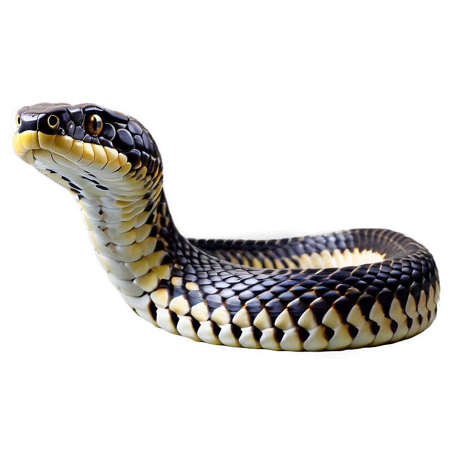 King Cobra Snake Png 46