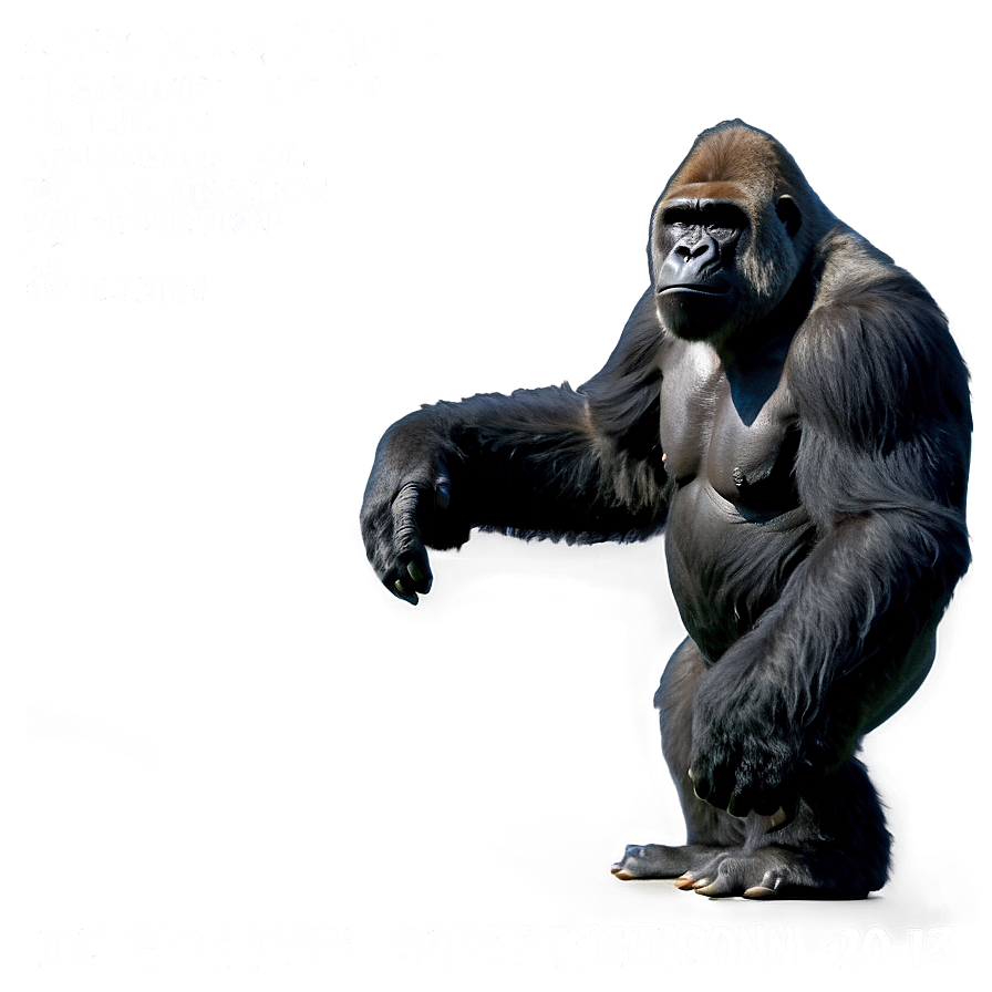 King Kong Gorilla Png 05212024