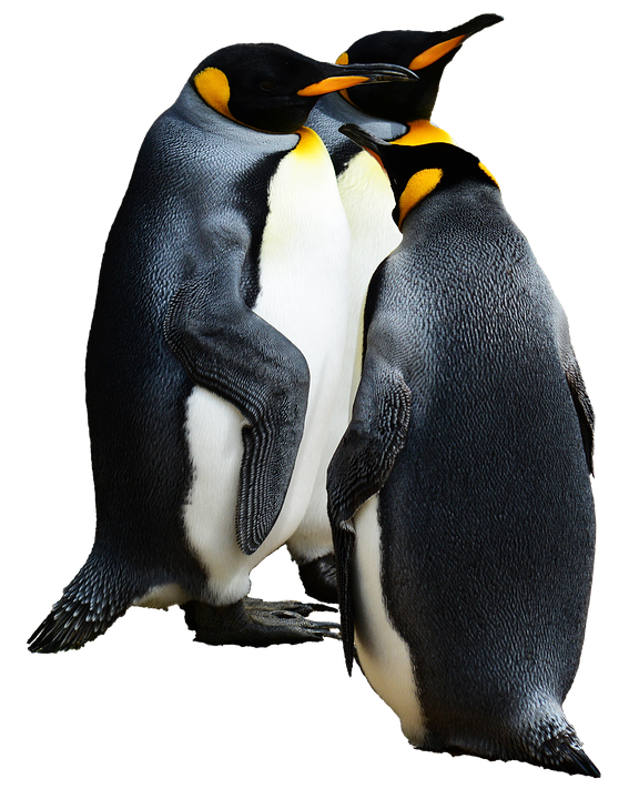 King Penguins Together