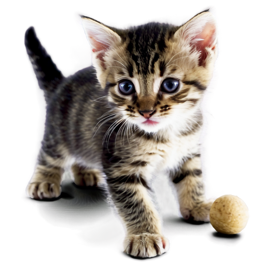 Kitten At Play Png Ugy