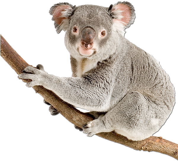 Koala Clingingto Branch