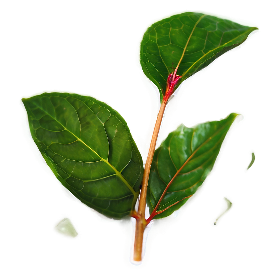 Kombucha Tea Leaf Png Nah