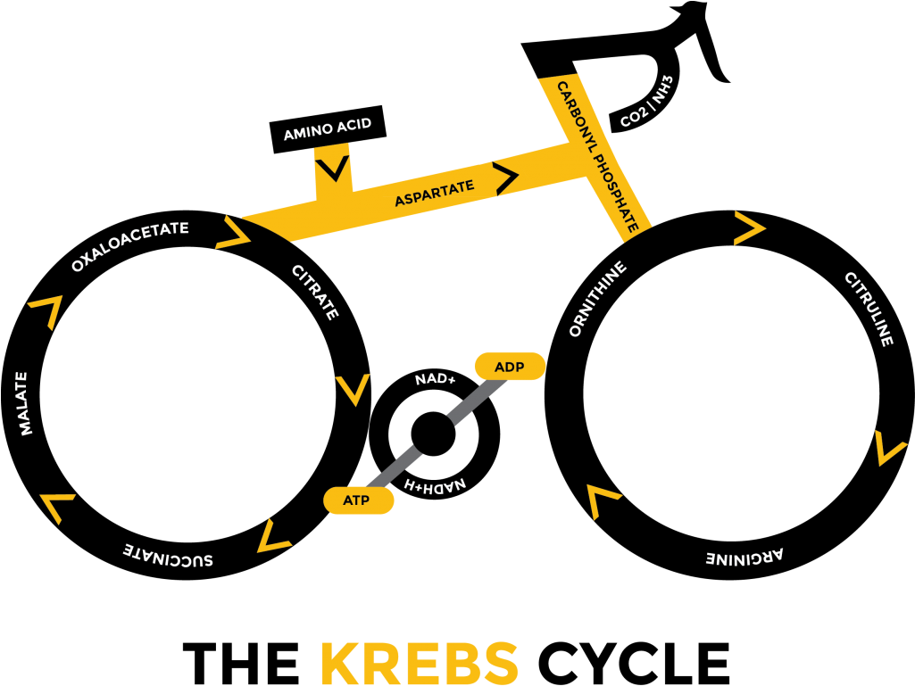 Krebs Cycle Bicycle Diagram