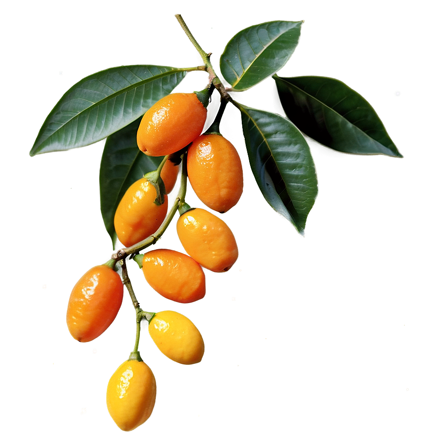 Kumquat Branch Png 55