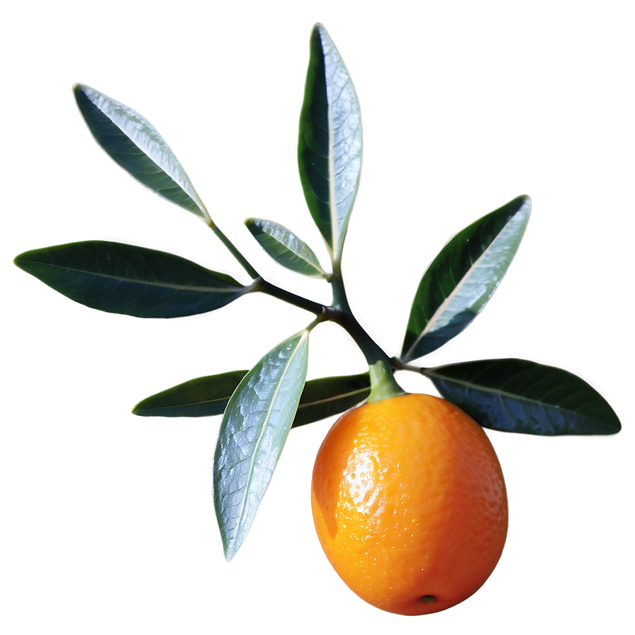 Kumquat Cluster Png 63