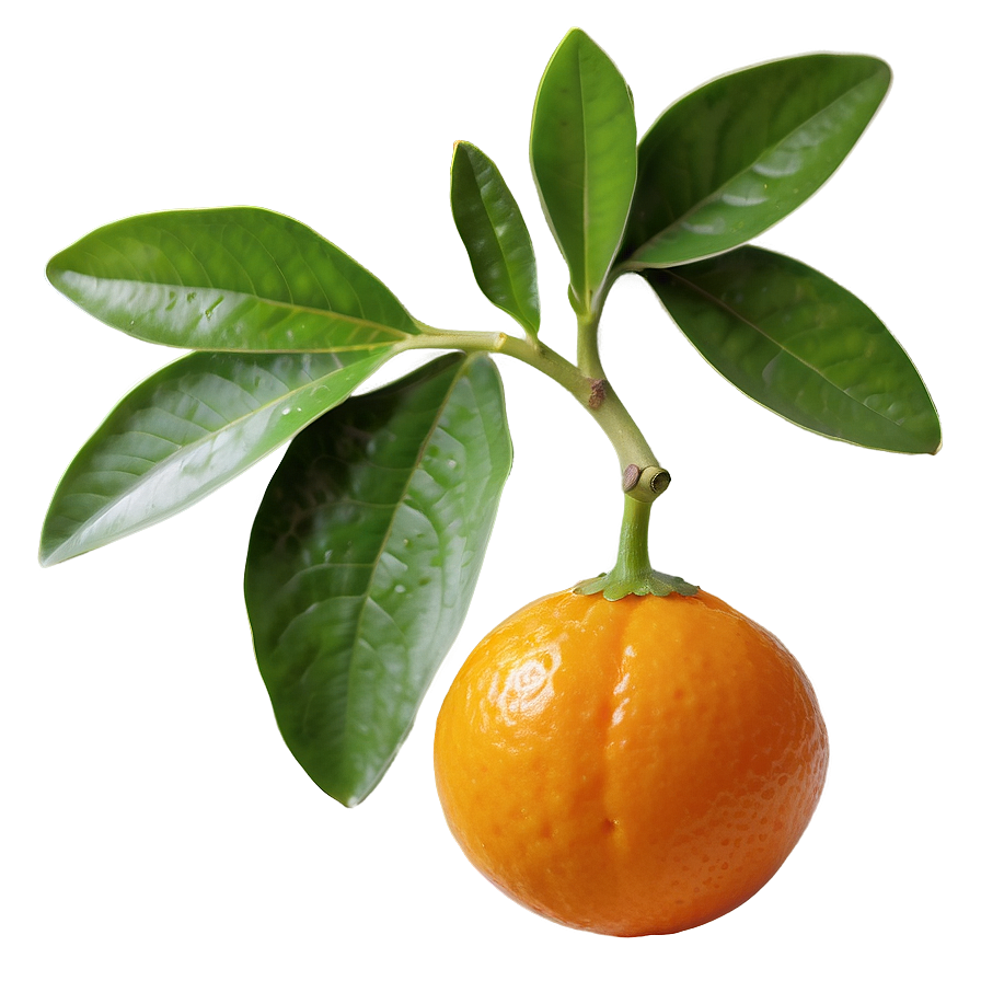 Kumquat Pair Png Lum